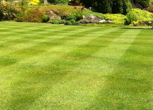 Commercial Grass Cutting in Virginia Beach
