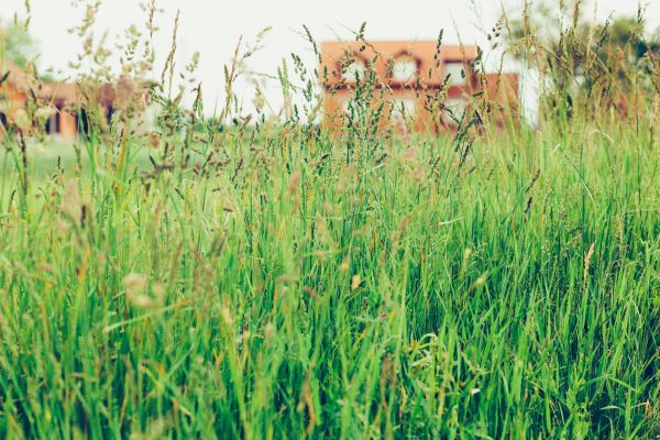 Tall Grass Cutting in Virginia Beach