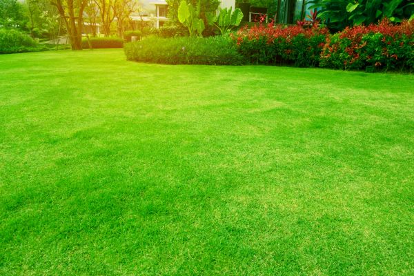Grass Maintenance in Virginia Beach