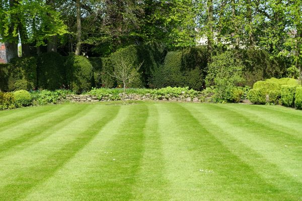 Grass Care Service in Virginia Beach