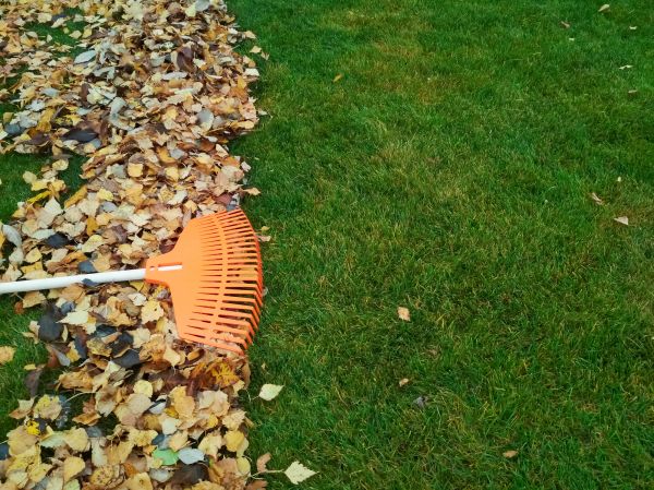 Fall Lawn Care in Virginia Beach